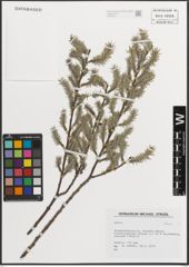 Foto von Salix L.